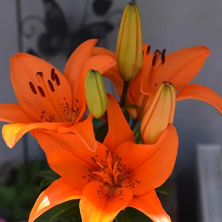 Kleissl Otel Oberperfuss