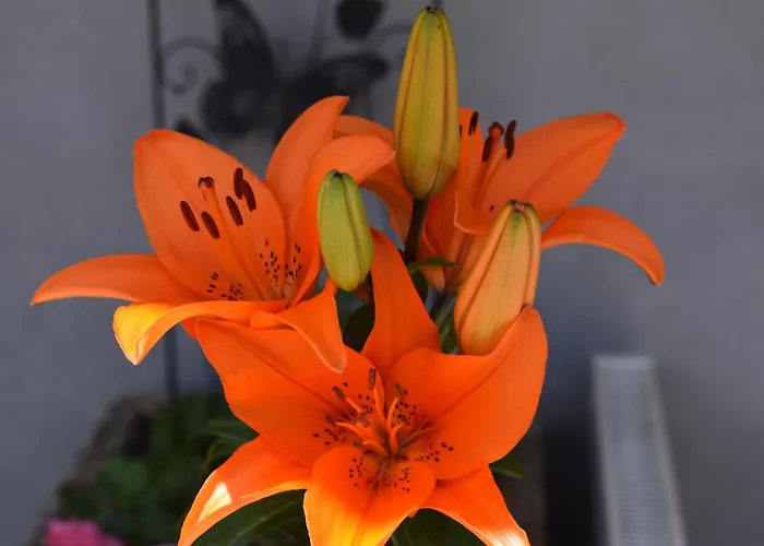 Kleissl Ξενοδοχείο Oberperfuss